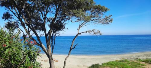 Bravone Apartment | T3 vue mer direct plage clim N79
