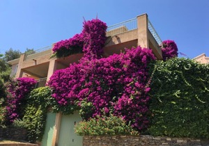 Appartement Cosy Dans Villa à Erbalunga