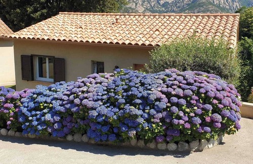 Bocognano House | d'Oro - BOCOGNANO - Guest house