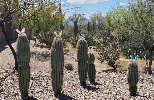 Marana House | Privately gated Home/5 Acres, Private Tennis Court, Great Mtn. Views, Nature!