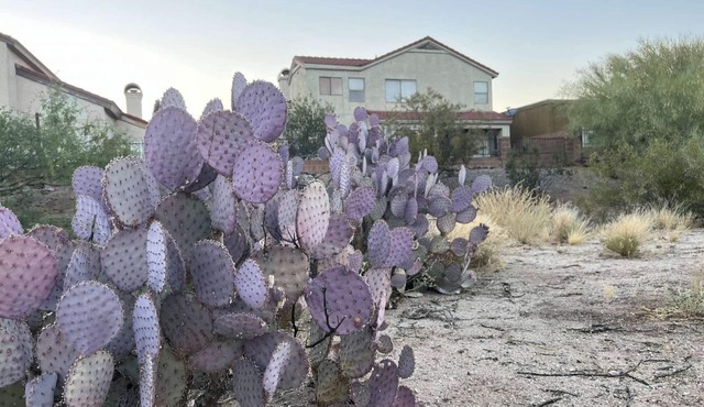 DesertOasis@ #LambertPark:4BD, Mtn Views, Gym, FREE Heated HOA Pool&Spa, PoolTable, CottonBedding