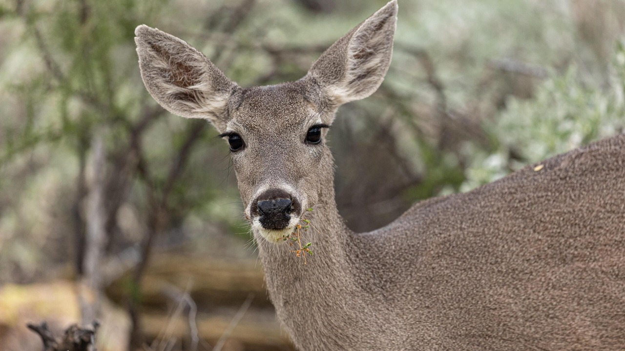 Photo of Others in Rancho Vistoso