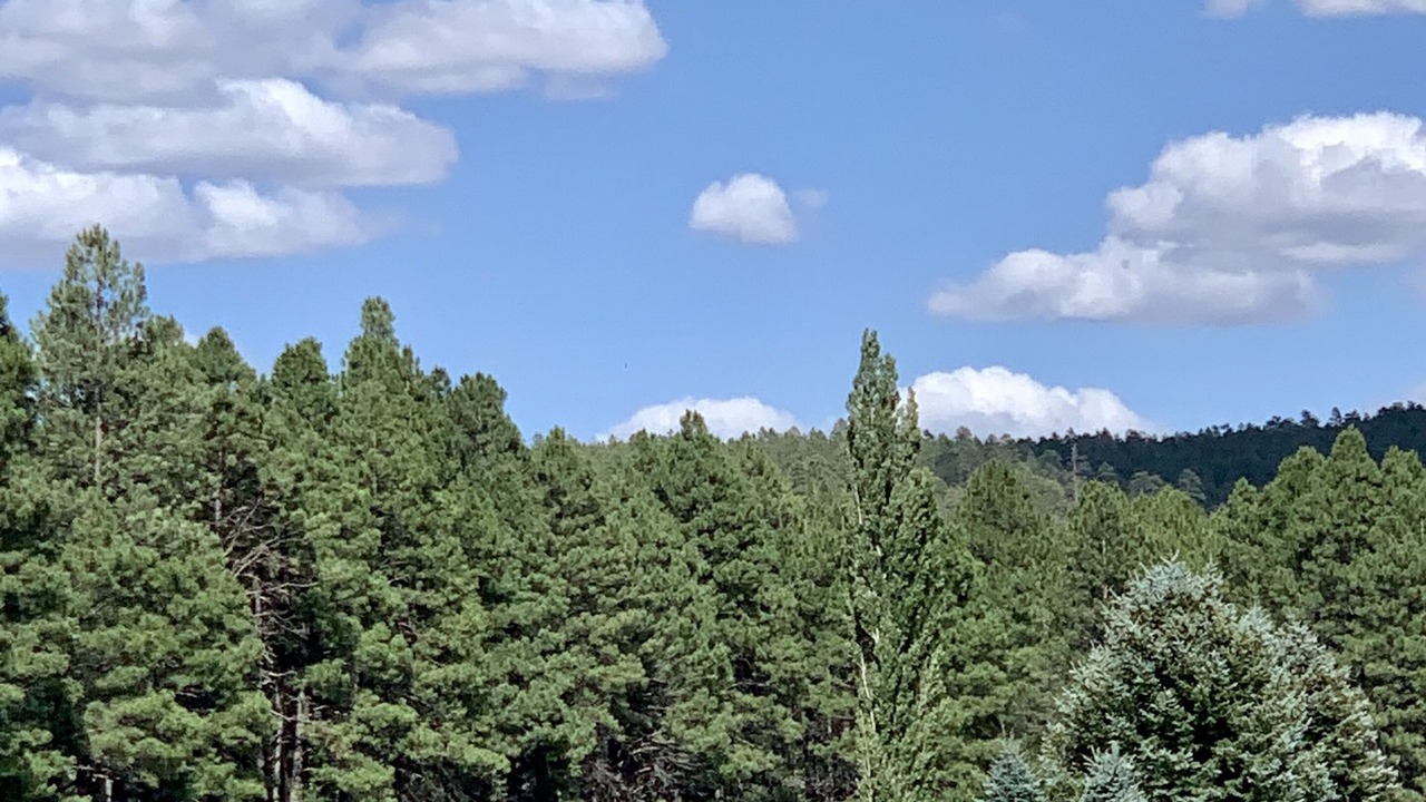 Photo of Others in Munds Park