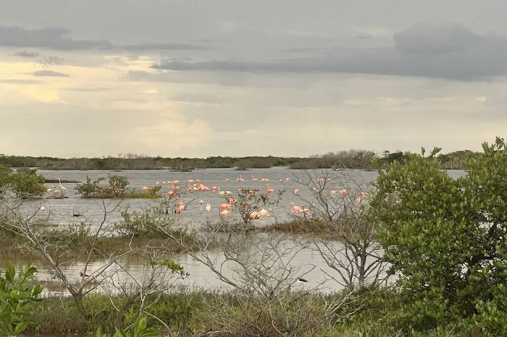 Photo of Others in Telchac Puerto