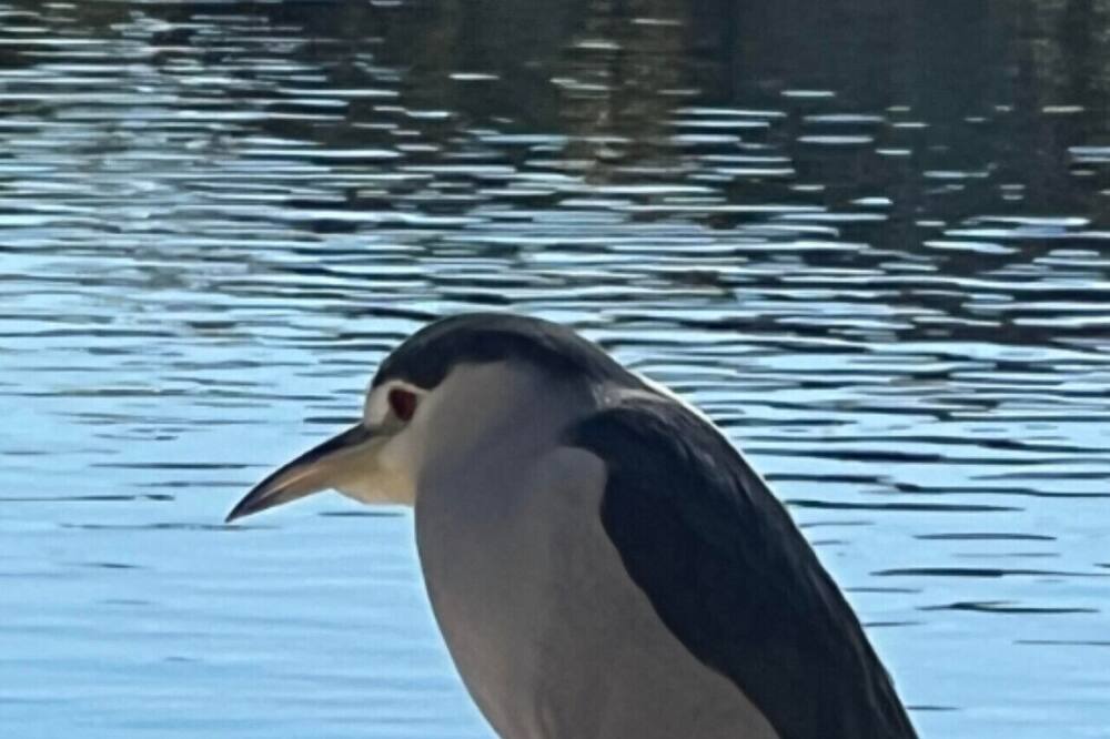 Photo of Others in Arrowhead Lakes