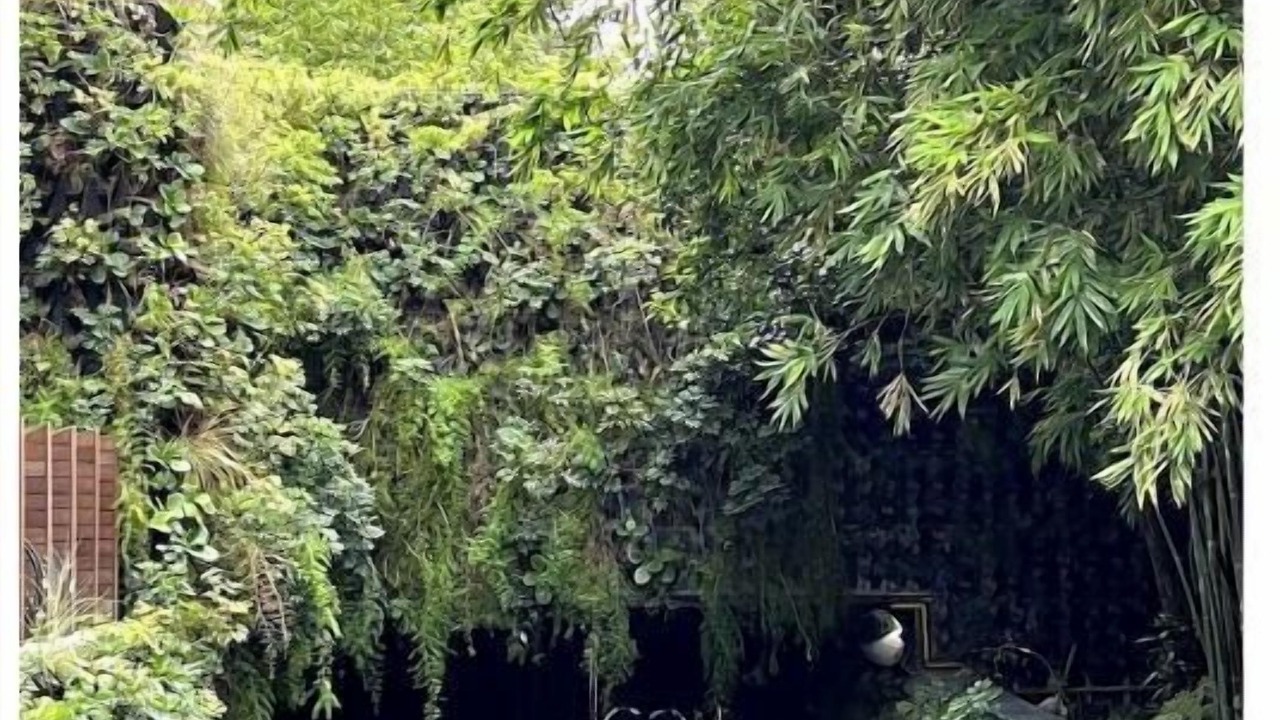Photo of Outdoor in San Miguel Chapultepec