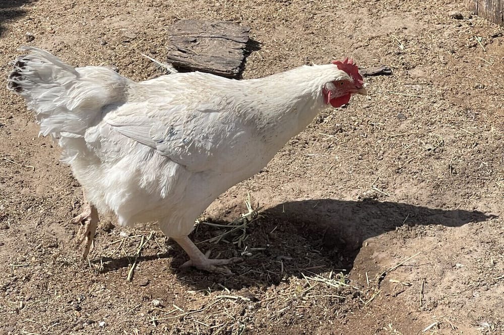 Photo of Outdoor in Marana