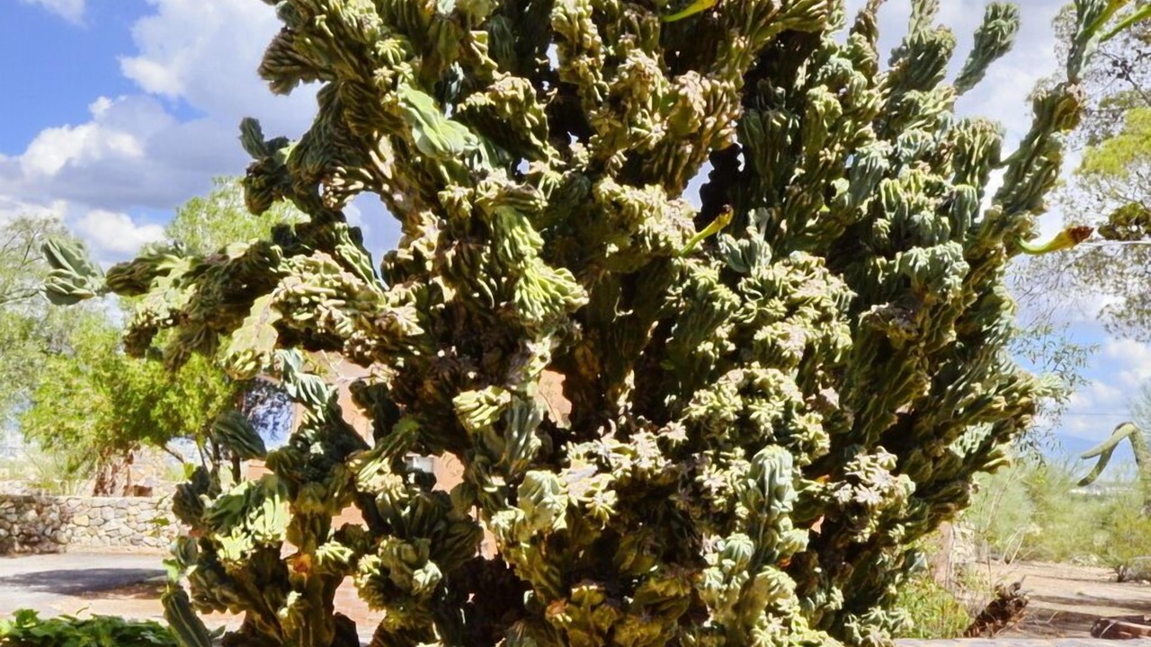 Photo of Outdoor in Tucson