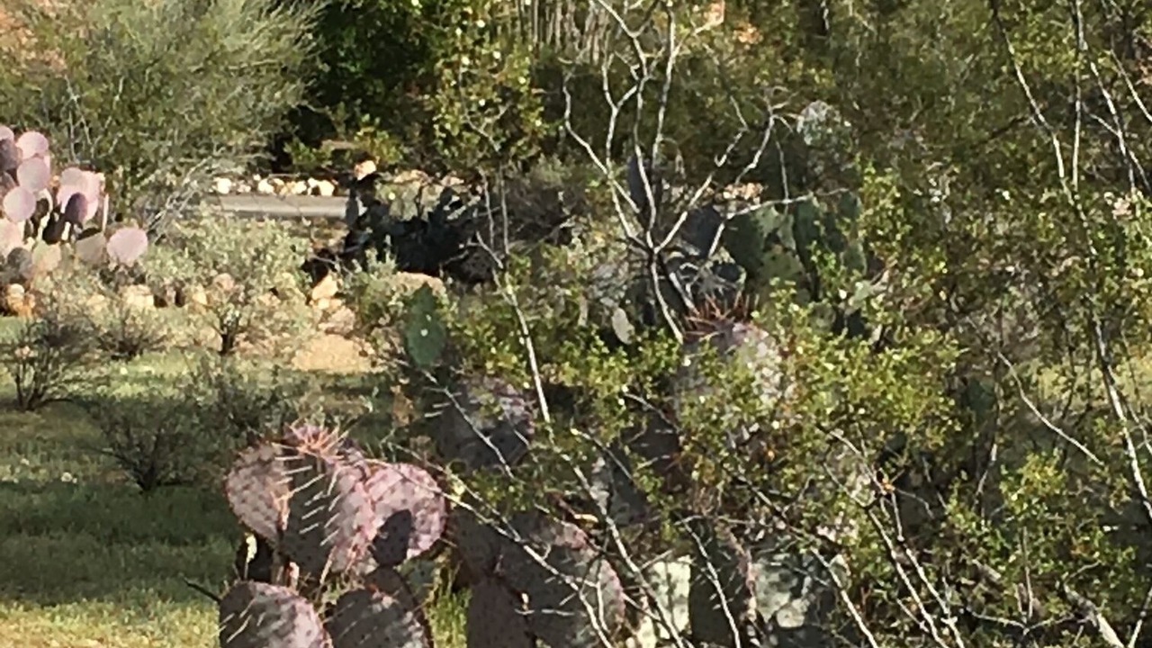 Photo of Outdoor in Tucson