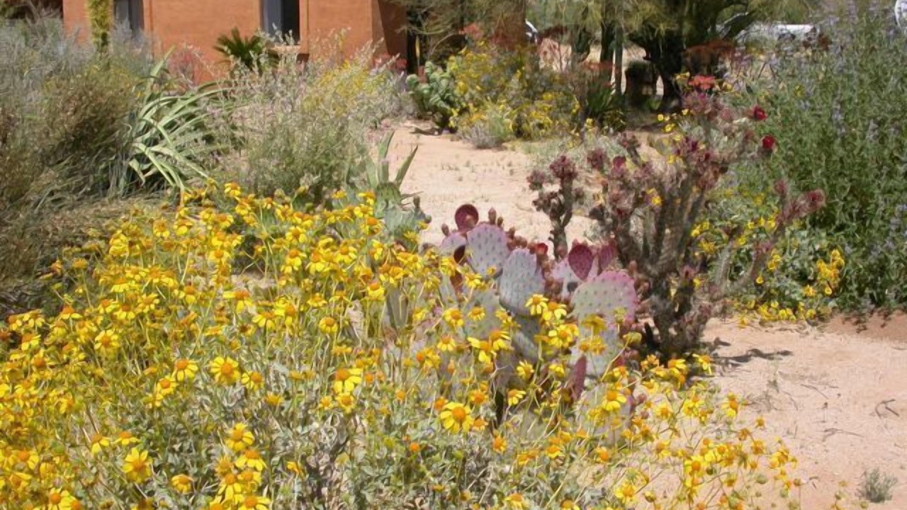 Photo of Outdoor in Tortolita