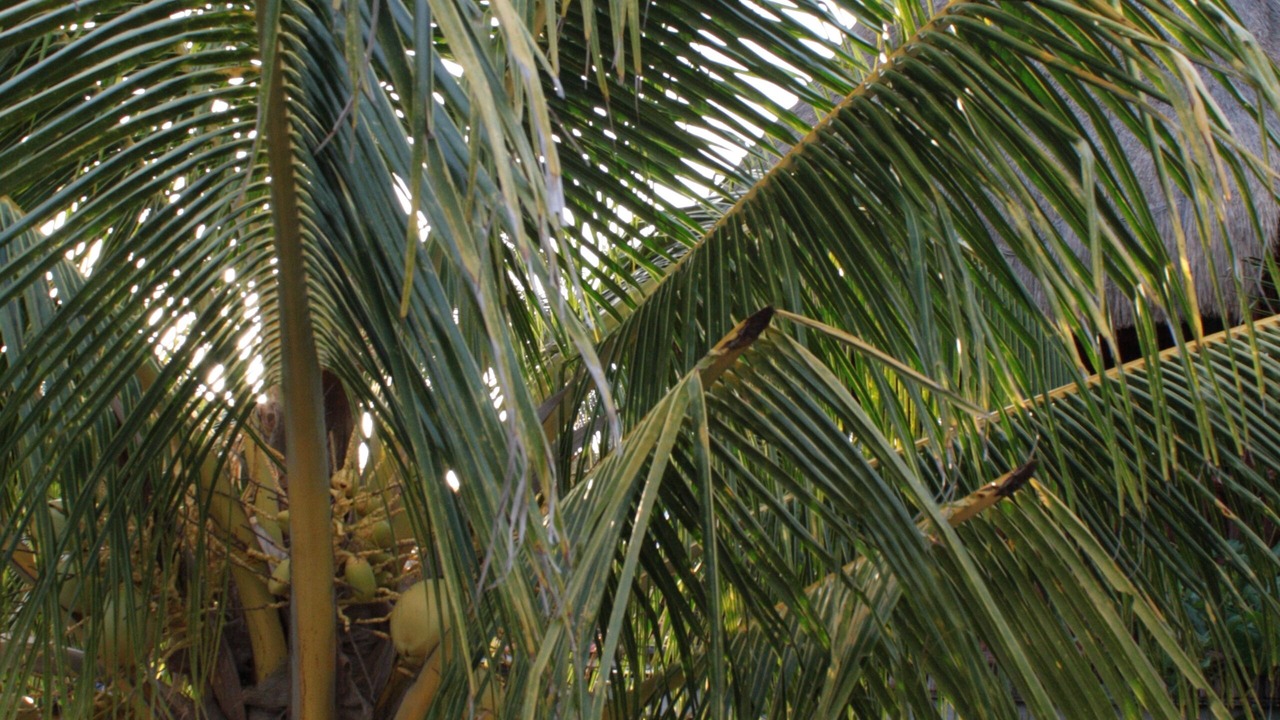 Photo of Outdoor in Playacar Fase I