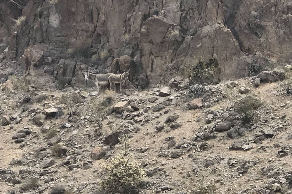 Photo of Others in Fort Mohave