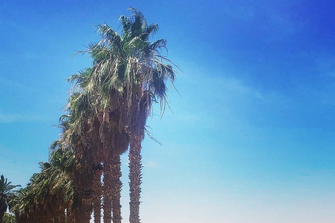 Photo of Others in Needles