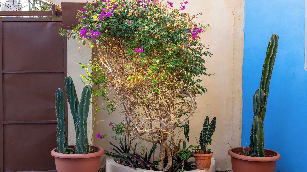 Photo of Outdoor in Montecarlo
