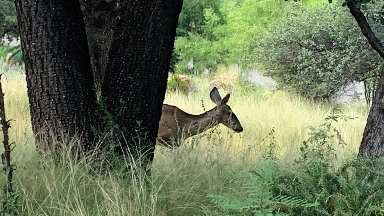Photo of Others in Payson