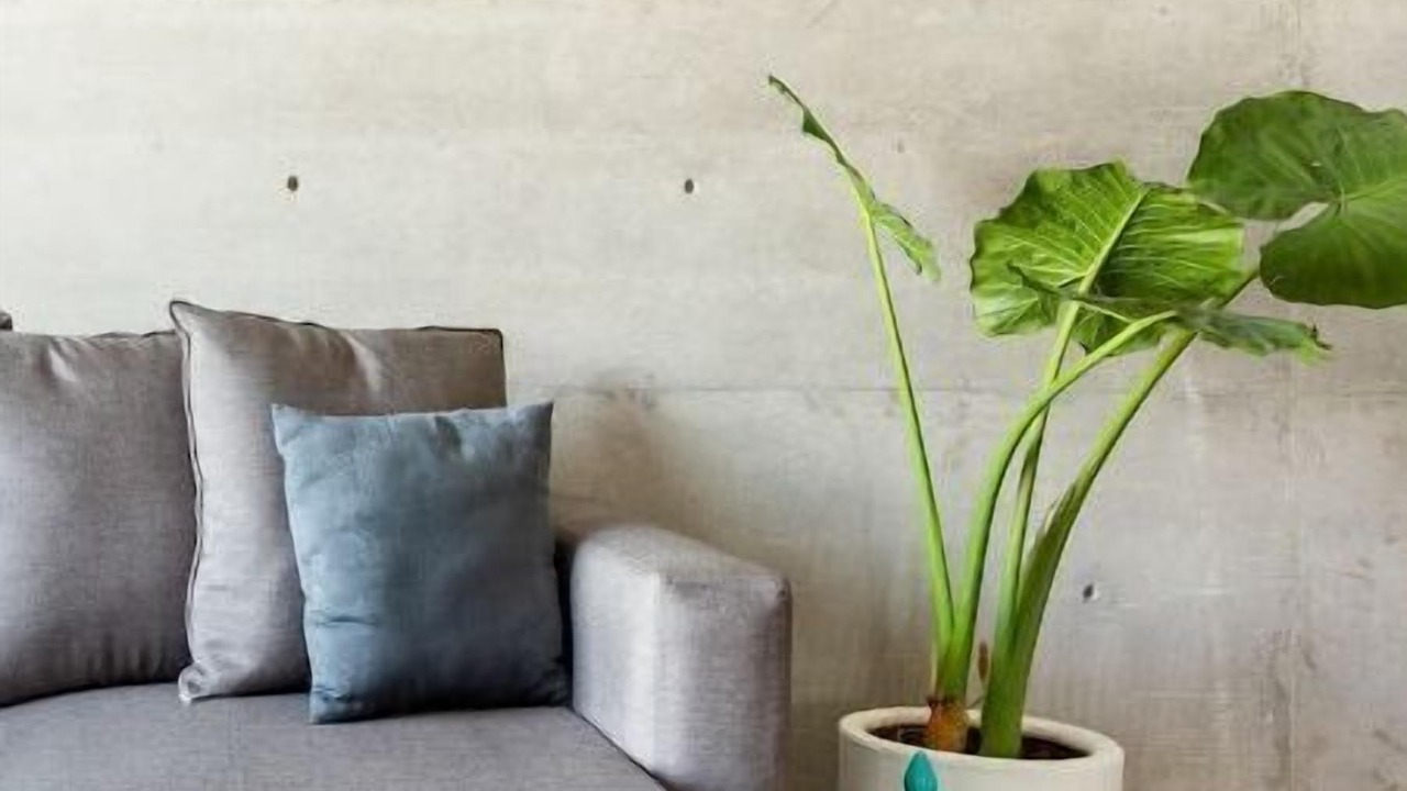 Photo of Livingroom in La Condesa