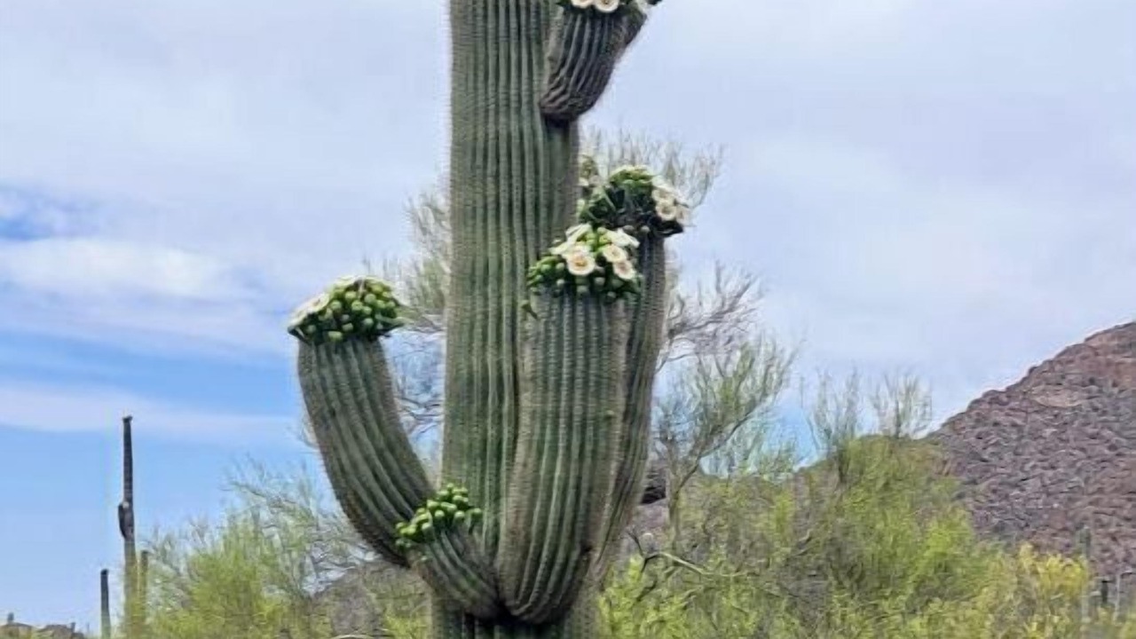 Photo of Others in Tucson