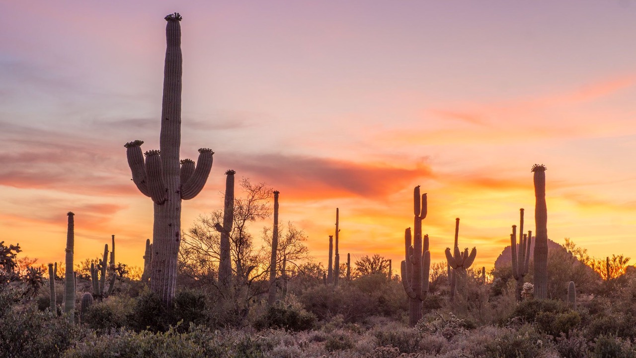 Photo of Others in Apache Junction