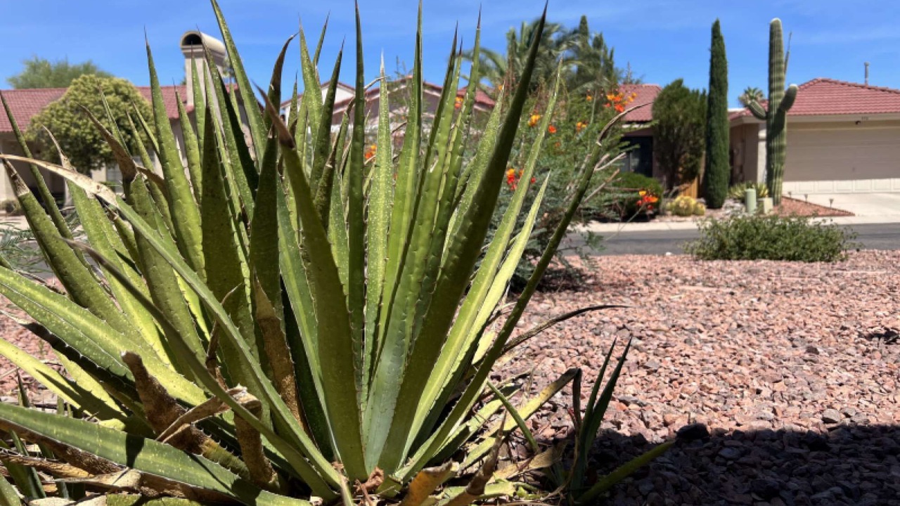 Photo of Others in Oro Valley