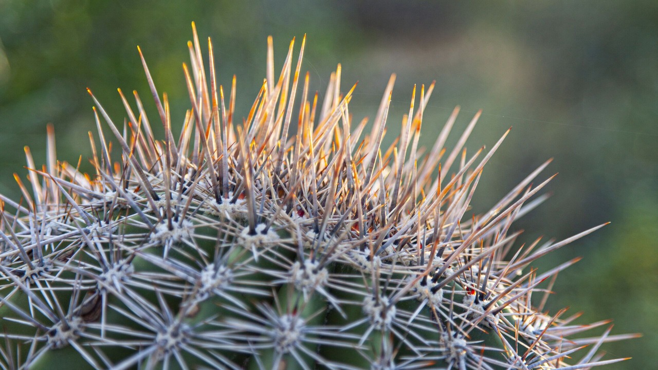 Photo of Outdoor in Tucson