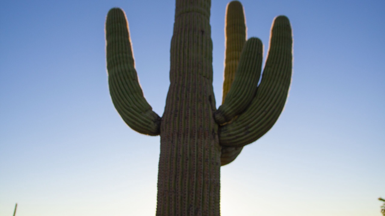 Photo of Others in Tucson