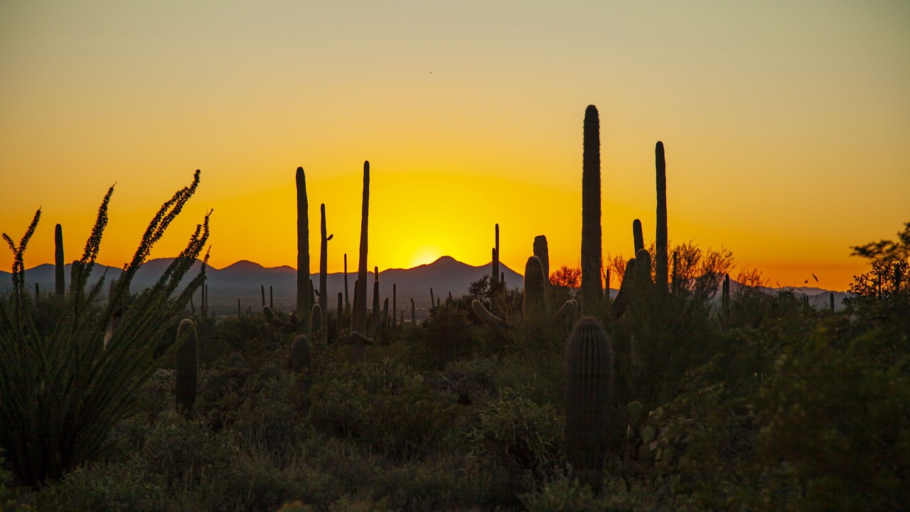Photo of Others in Tucson