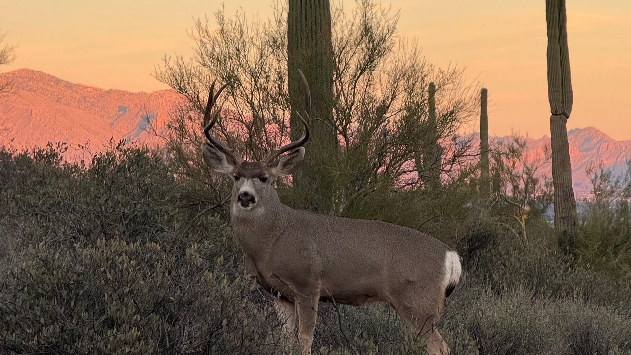 Photo of Others in Tucson