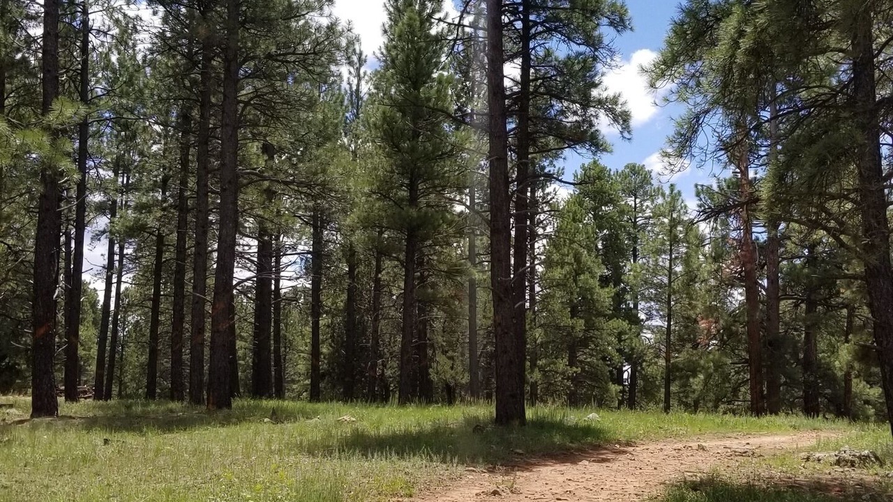 Photo of Outdoor in Flagstaff
