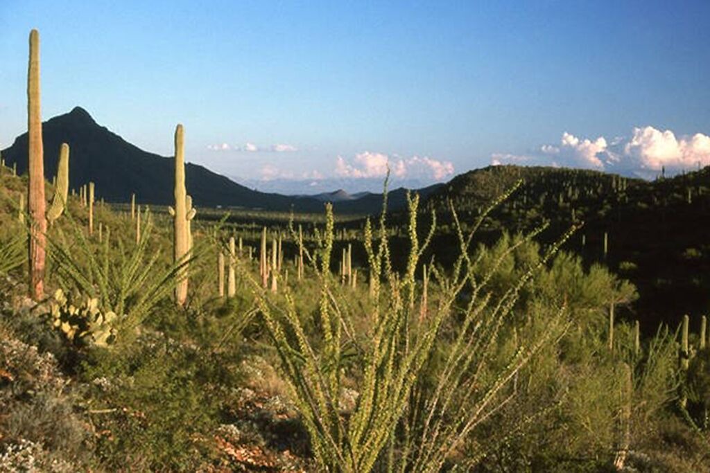 Photo of Others in Tucson Estates