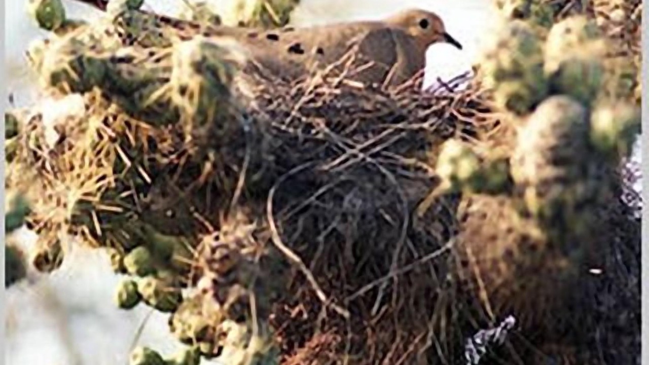 Photo of Others in Tucson Estates