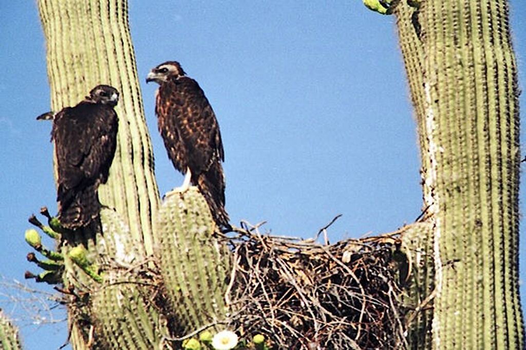 Photo of Others in Tucson Estates