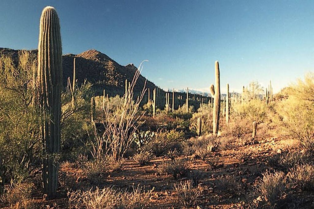 Photo of Others in Tucson Estates
