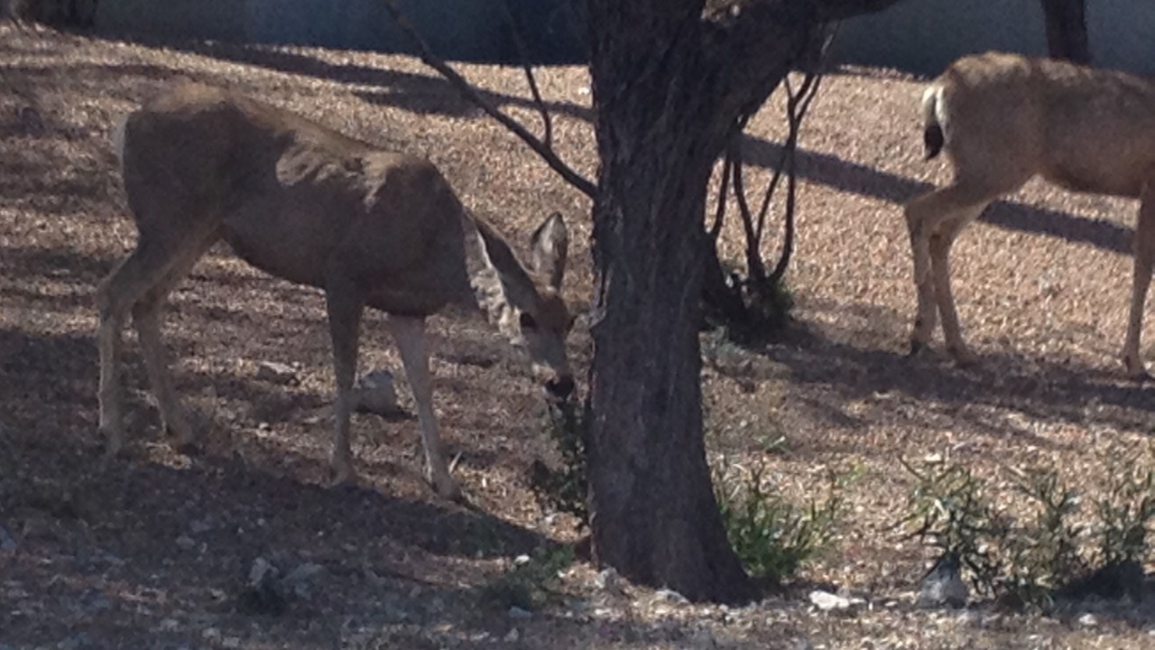 Photo of Outdoor in Starr Pass