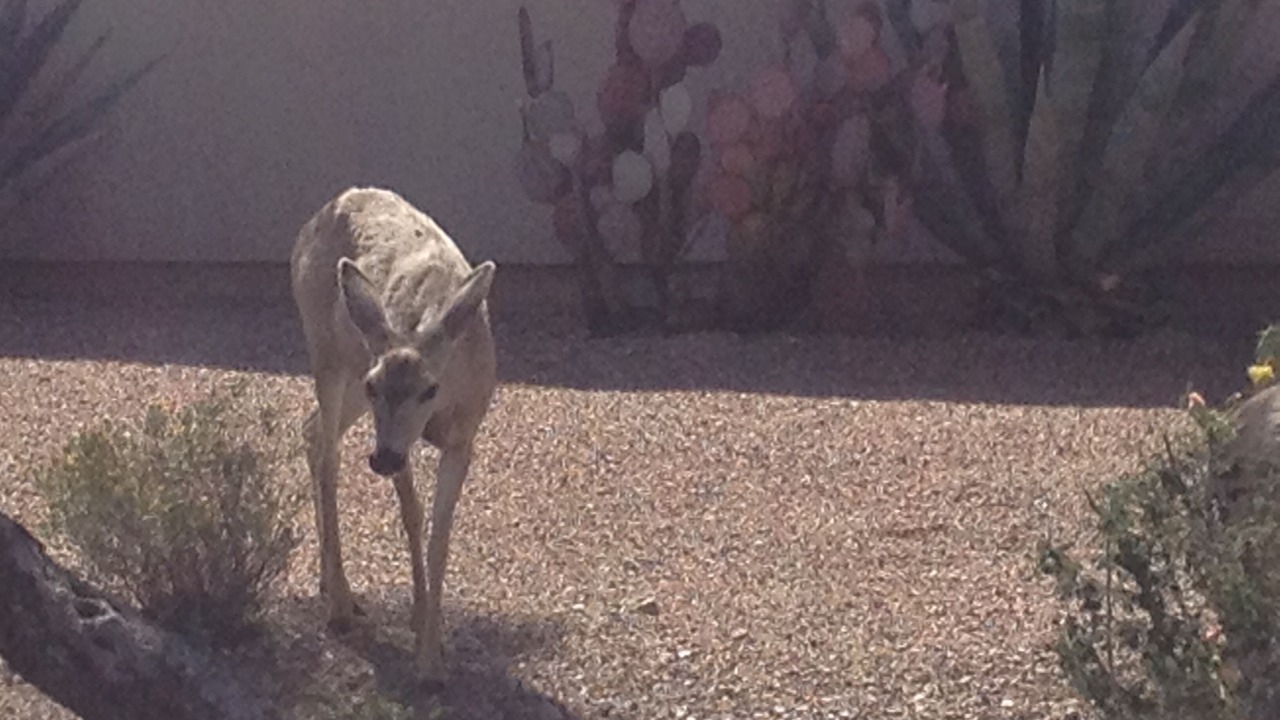 Photo of Others in Starr Pass