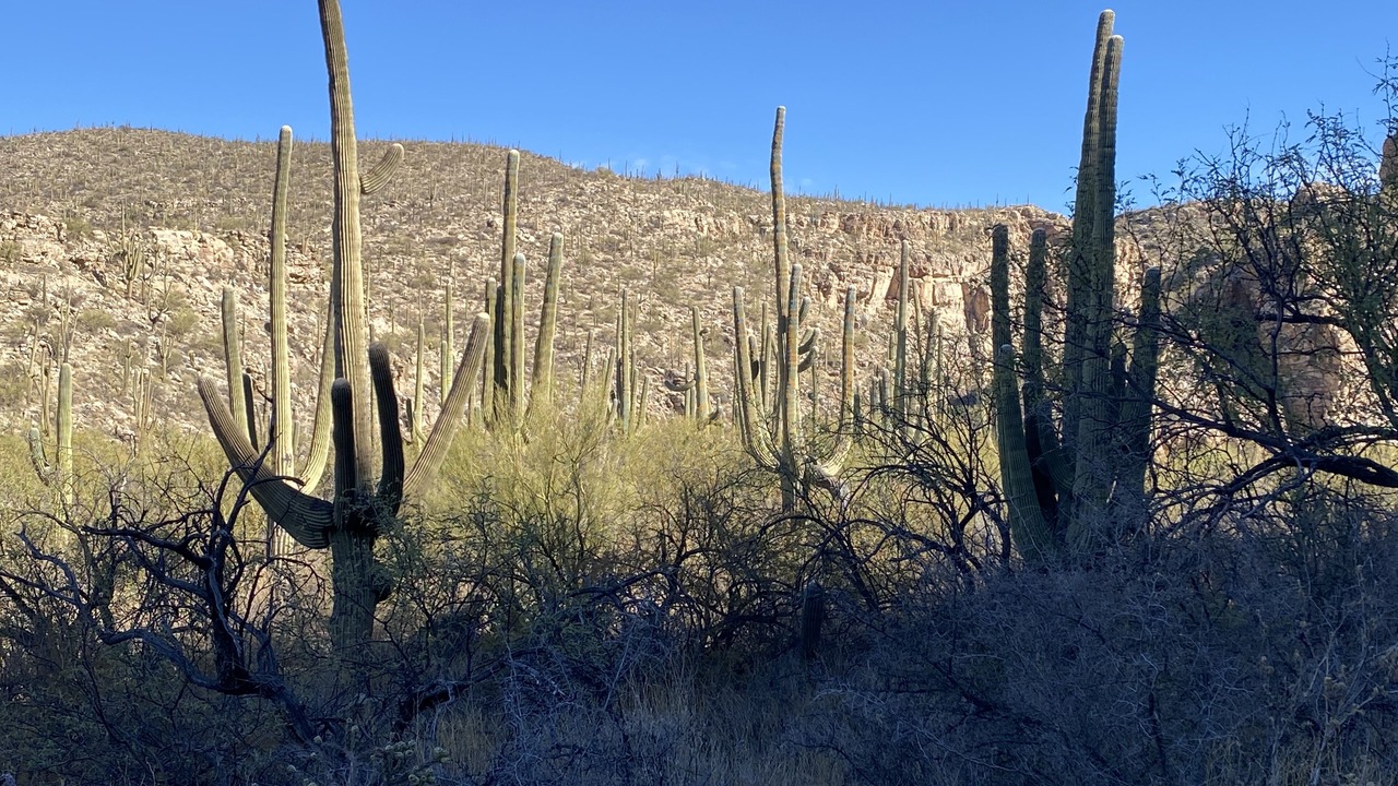 Photo of Others in Tanque Verde