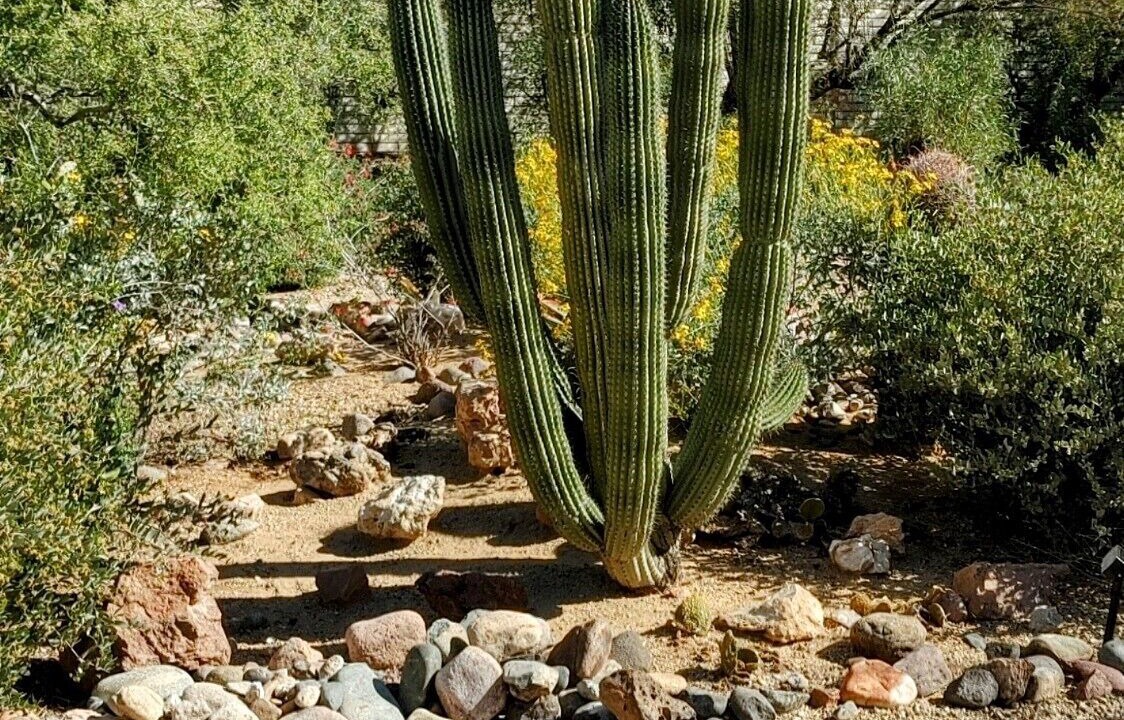 Photo of Others in Sun City West