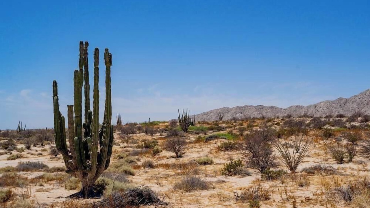 Photo of Others in San Felipe
