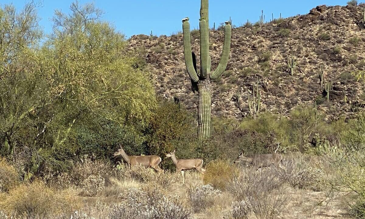 Photo of Bedroom in Tucson