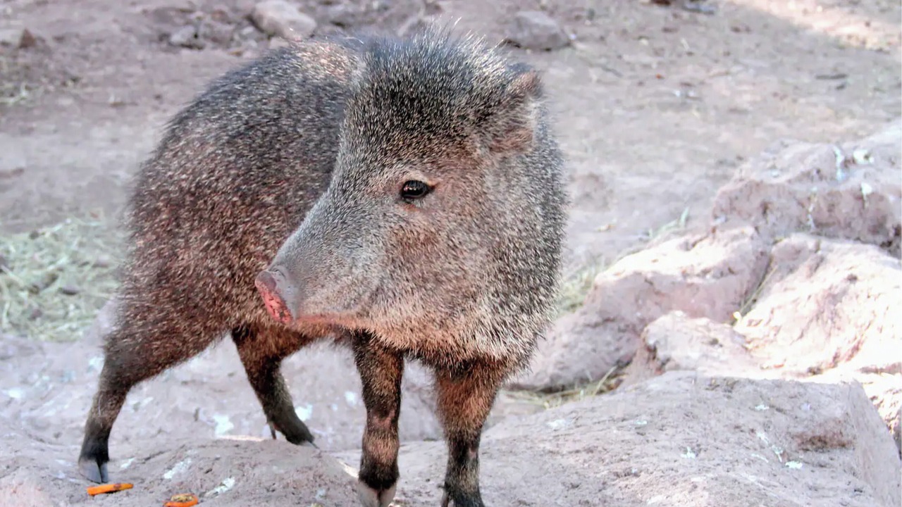Photo of Others in Rancho Vistoso