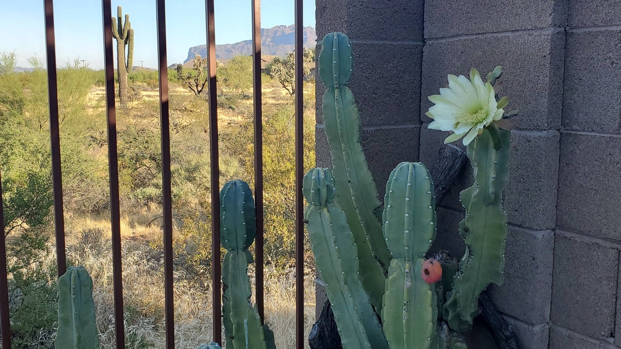 Photo of Outdoor in Gold Canyon