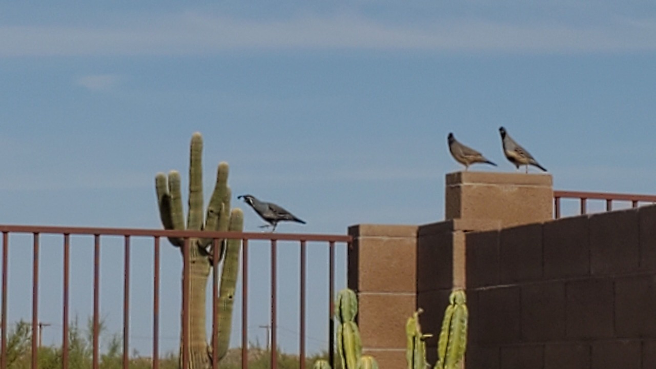 Photo of Outdoor in Gold Canyon