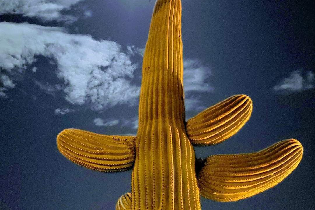 Photo of Others in Tucson