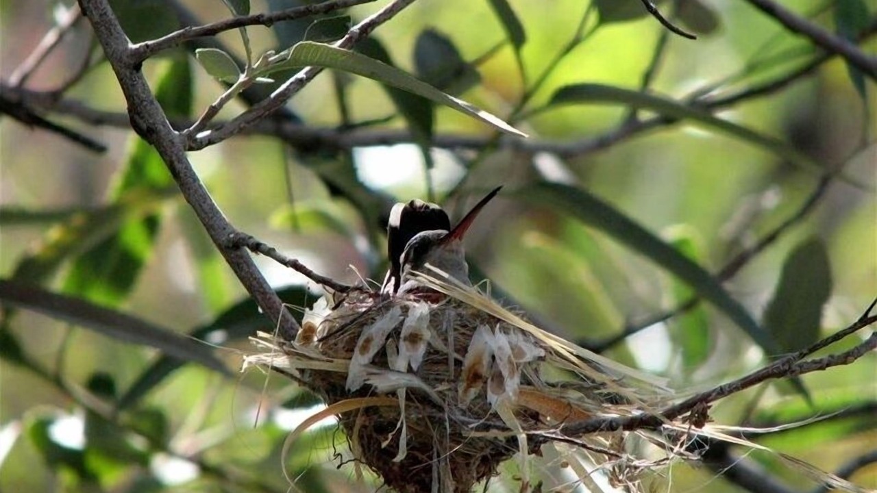 Photo of Others in Tucson