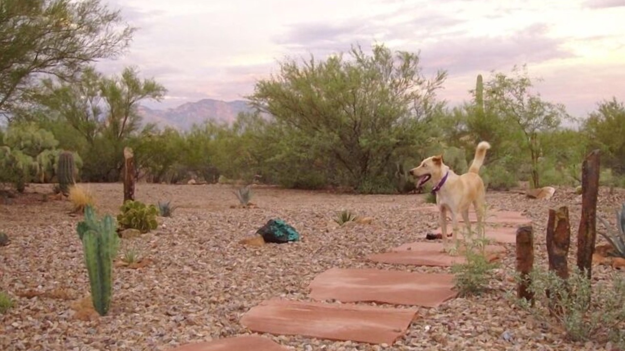 Photo of Others in Tucson