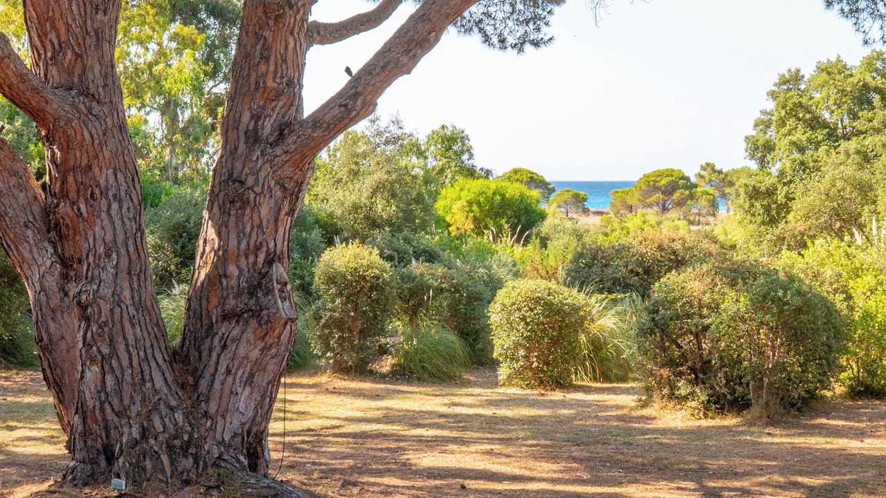 Photo of Outdoor in Hameau de Palombaggia