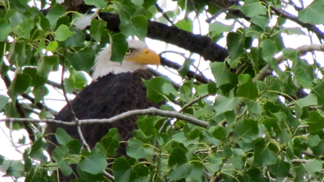 Photo of Others in Pinetop-Lakeside
