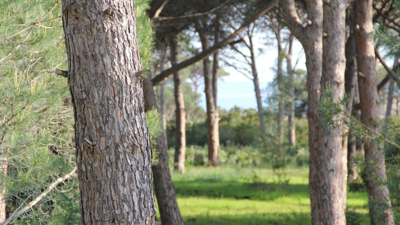 Photo of Outdoor in Hameau de Palombaggia