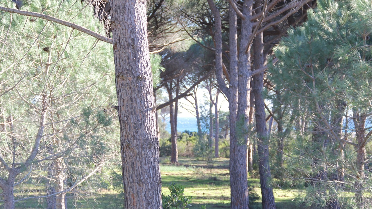 Photo of Outdoor in Hameau de Palombaggia