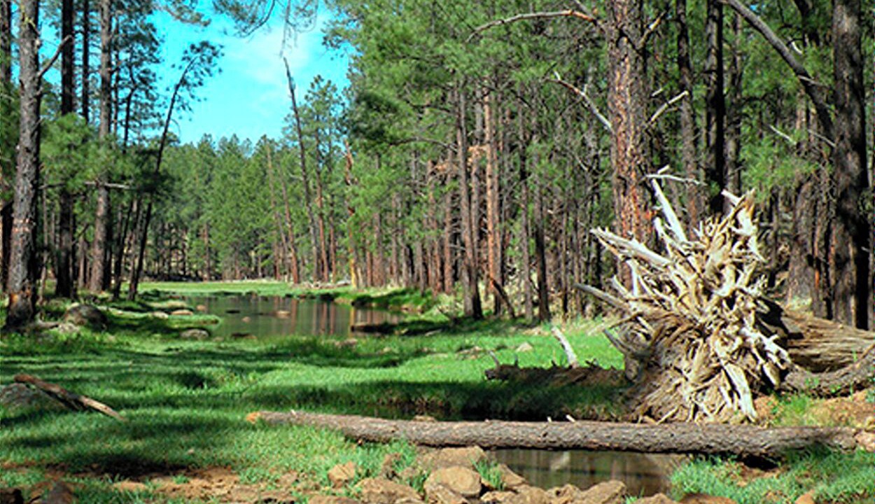 Photo of Others in Pinetop