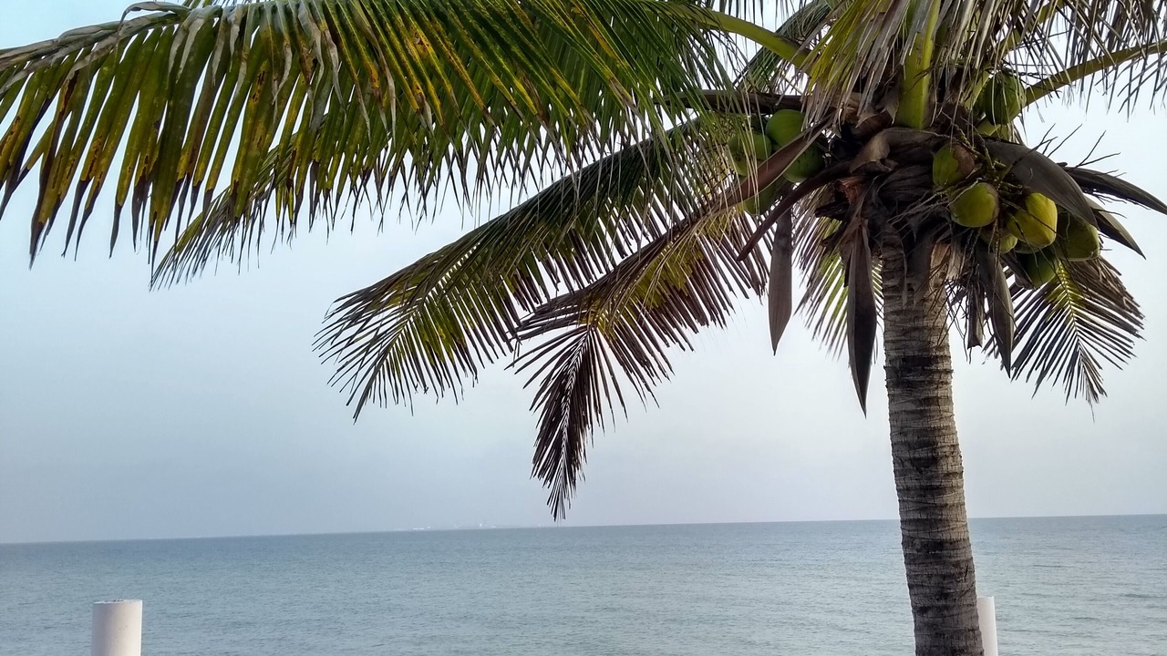 Photo of Others in Chicxulub Puerto